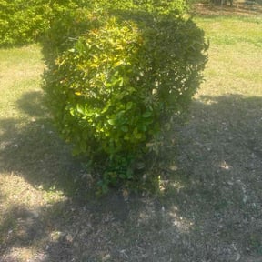 Bush Trimming by real lawn service reviewed on August 16, 2025
