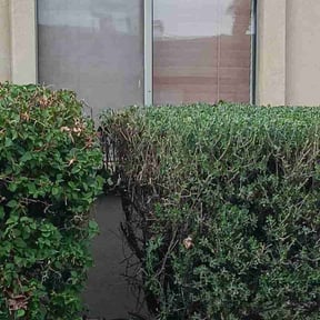 Bush Trimming by Heflins Lawn Care reviewed on August 17, 2025