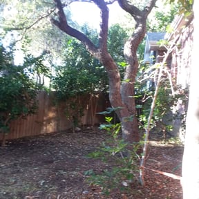 Bush Trimming by Silva lawn care reviewed on August 17, 2025