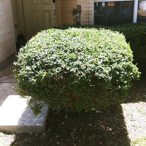 Bush Trimming by ShiftChange LLC Lawn Service reviewed on August 14, 2025