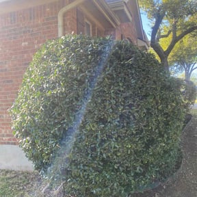 Bush Trimming by Chris’s Lawn Service reviewed on August 18, 2025