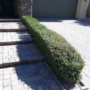 Bush Trimming by THE LAWN BARBER reviewed on August 20, 2025