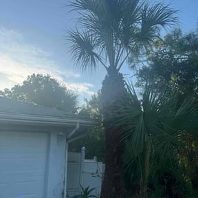 Bush Trimming by Major Services reviewed on May 24, 2024