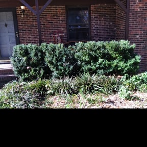 Bush Trimming by Benito Lawn Mowing Services reviewed on August 18, 2025