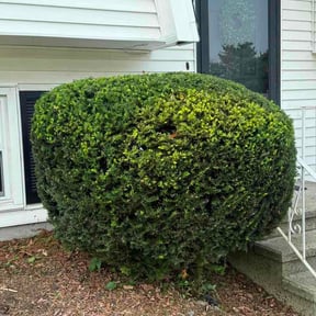 Bush Trimming by Wigginton Dreamscapes reviewed on July 15, 2026