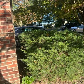 Bush Trimming by Austins Landscaping reviewed on October 24, 2025