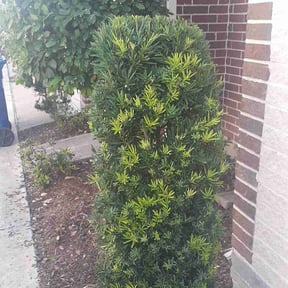 Bush Trimming by Services by Lane reviewed on August 21, 2025