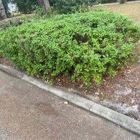 Bush Trimming by Eco Landscape & Design reviewed on August 15, 2025