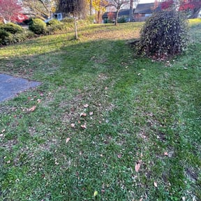 Leaf Removal by t&g custom carpentry reviewed on August 21, 2025