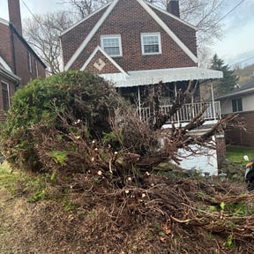 Bush Trimming by McIntire Services reviewed on August 16, 2025