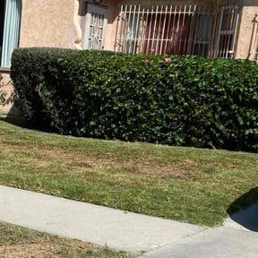 Bush Trimming by Brents Construction reviewed on October 18, 2025