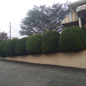 Bush Trimming by Groundworkz lawn care reviewed on August 20, 2025
