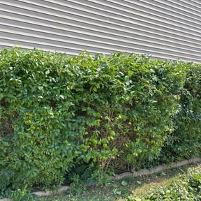 Bush Trimming by Snell mowing reviewed on August 18, 2025