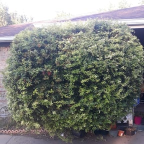 Bush Trimming by K&B Landscaping reviewed on August 17, 2025