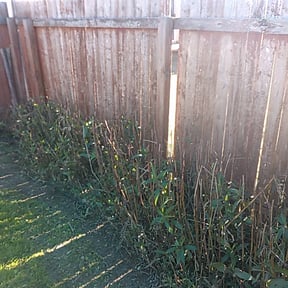 Bush Trimming by Greens lawns &more reviewed on August 21, 2025