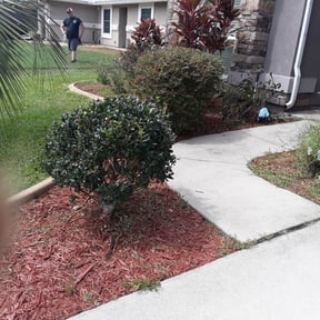 Bush Trimming by Jackson's Lawn care reviewed on August 18, 2025
