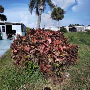 Bush Trimming by Supaman lawncare reviewed on August 18, 2025