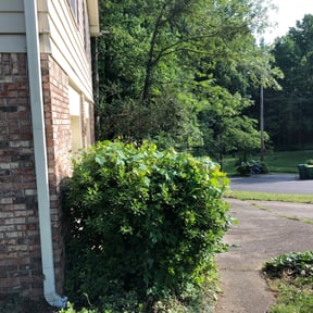 Bush Trimming by N&J Lawn Care reviewed on August 15, 2025