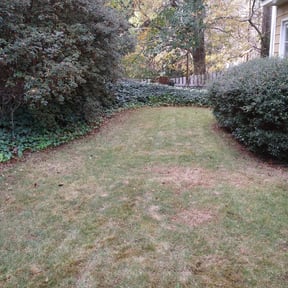 Leaf Removal by Treeple reviewed on September 19, 2025
