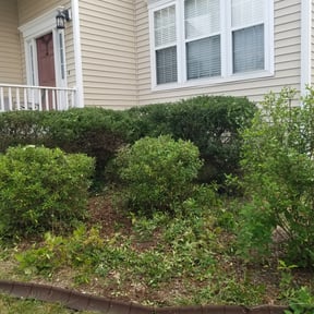 Bush Trimming by Twenty-Nine 11 Property Services reviewed on August 19, 2025
