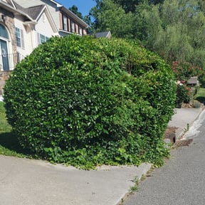 Bush Trimming by JD landscape & Snow reviewed on August 19, 2025