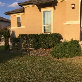 Bush Trimming by DaGreat Cleaners LLC reviewed on August 16, 2025