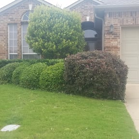 Bush Trimming by Bigfoot Landscape Group . Com reviewed on August 18, 2025