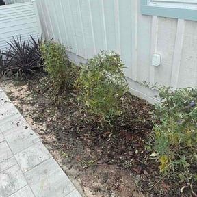 Bush Trimming by Dutch-Works LLC reviewed on October 10, 2026
