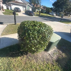 Bush Trimming by Hopkins lawn &amp; landscaping reviewed on December 18, 2025