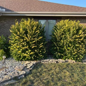 Bush Trimming by Yard solutions lawn care reviewed on June 9, 2023