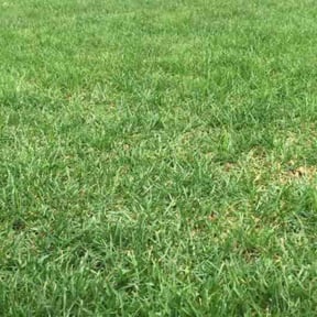 residential landscaping by Shear Guardians Lawn Service reviewed on August 20, 2025