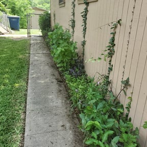 Bush Trimming by Precision Cutz, LLC reviewed on November 24, 2025