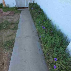 Bush Trimming by Dlawncare reviewed on October 22, 2025