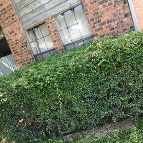 Bush Trimming by Grass Monster Lawn Care reviewed on August 19, 2025
