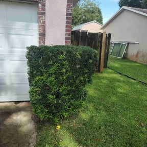 Bush Trimming by Country Boyz Enterprise reviewed on August 20, 2025