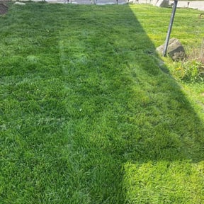 yard maintenance by C&Z Contracting LLC reviewed on August 19, 2025