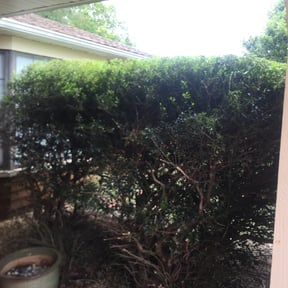 Bush Trimming by Navarro Land Care reviewed on August 15, 2025