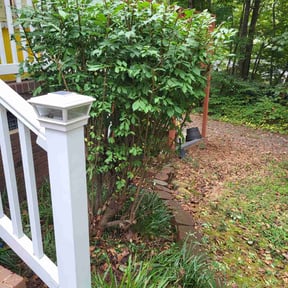 Bush Trimming by MJ Lawn Cut reviewed on December 14, 2025