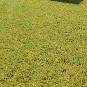Flower Bed Weeding by MGO Investments, LLC reviewed on August 17, 2026