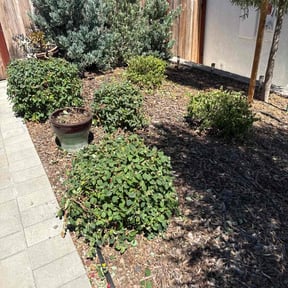 Bush Trimming by Wigginton Dreamscapes reviewed on October 20, 2025