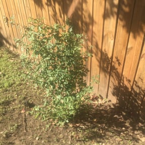 Bush Trimming by Design Construction Services reviewed on August 16, 2025