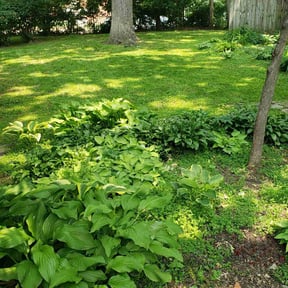 lawn care by A&amp;W lawn care reviewed on August 15, 2025