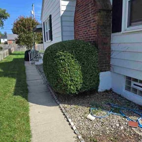 Bush Trimming by Lawns R Us LLC reviewed on November 6, 2025