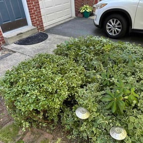 Bush Trimming by ARTHURS LAWN AND LANDSCAPE reviewed on October 23, 2025