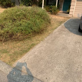 Bush Trimming by Cream of the Cut Lawn Care reviewed on August 17, 2025
