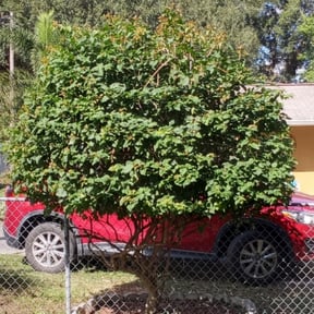 Bush Trimming by 66landscaping.com reviewed on August 21, 2025