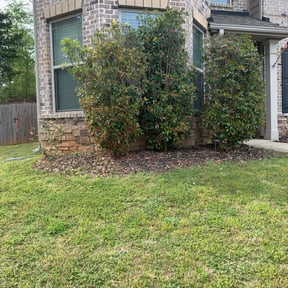 Bush Trimming by Complete lawn service reviewed on August 17, 2025