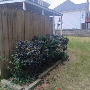 Bush Trimming by Philipp&#039;s Property Maintenance LLC reviewed on November 6, 2025