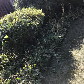 Bush Trimming by Graceful Lawn Care reviewed on August 16, 2025