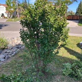 Bush Trimming by Jason's lawn care reviewed on August 21, 2025